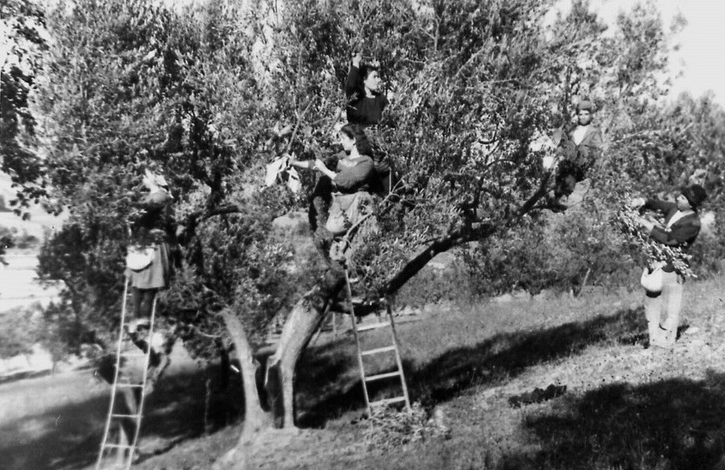 Raccolta olive tradizionale